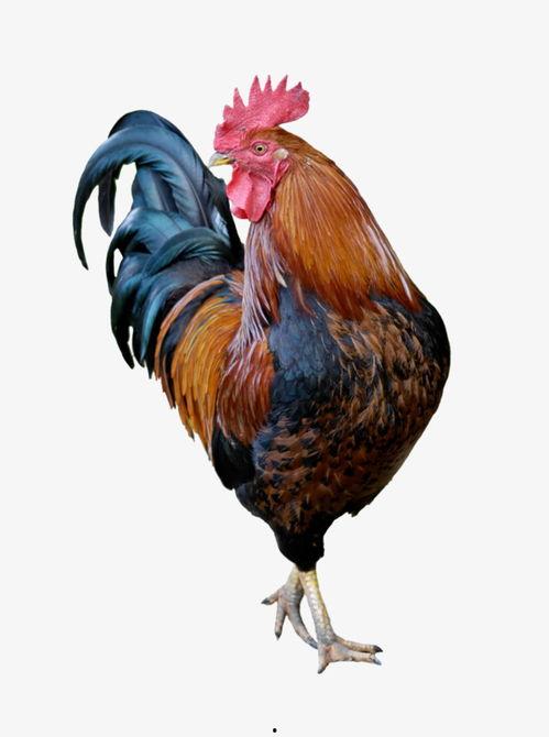 生角瓜可以给鸡吃吗视频,鸡的天然美食探索