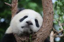 熊猫吃狗头瓜的视频,揭秘狗头瓜的独特魅力