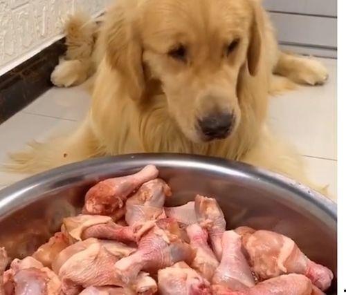 蒲瓜可以给狗狗吃吗视频,狗狗的健康美食探索