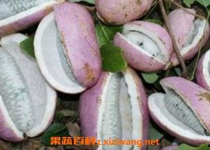 宝宝吃八月瓜好吗视频,营养美味两不误