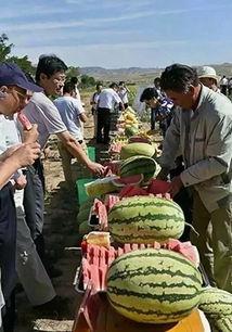 苏州疫情吃瓜拍照视频,镜头记录下的防疫生活剪影