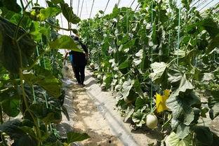 田瓜能熟吃吗怎么做的视频,视频教你轻松制作美味田瓜佳肴