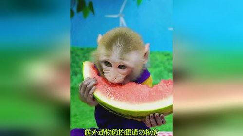 猴吃瓜背景视频软件下载