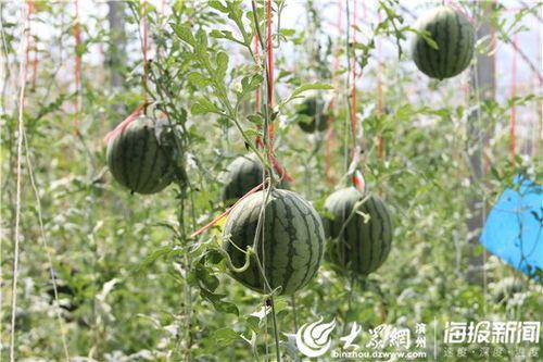 河间吃瓜事件视频最新版,最新视频揭露惊人内幕