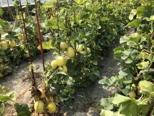 网上流传的吃瓜视频界首,界首吃瓜视频走红网络