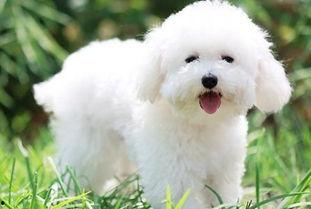 比熊可以吃土瓜么吗视频