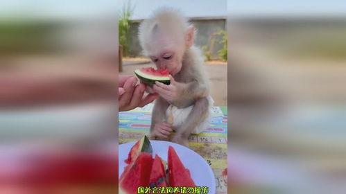 恶搞猴子视频吃瓜,吃瓜群众围观“猴界网红”的搞笑日常