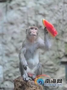 小动物吃瓜视频动画,小动物吃瓜动画趣味横生