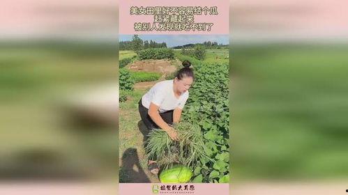 美女旅游吃田瓜视频播放,美女游客镜头下的田园风味